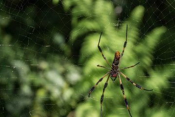 Large spider on a web