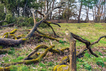 Broken tree with gras and moss after storm
