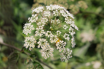 White flower in the garden