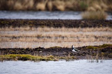 Kiebitz in der Sterntaler Filzen