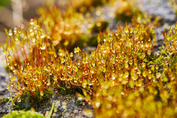 moss with waterdrops after a downpour in spring
