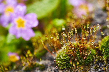 Obraz premium garden moss with little raindrops and a purple primula in the background