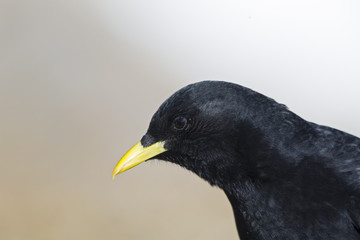 A portrait of an alpine chough perched at high altitude in the Alps of Switserland.