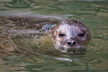 Harbor Seal (Phoca vitulina) with his head above green water
