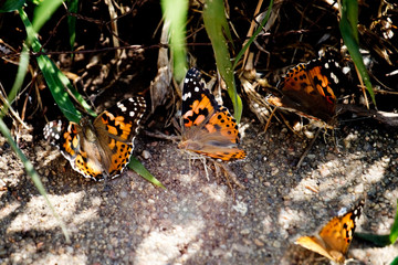American Painted Lady Butterflies on the Ground