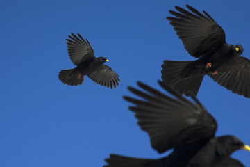 An Alpine chough soaring at high altitude in front of a blue sky in the Alps of Switserland. Sharp image photographed with a wide-angle seeing lens.