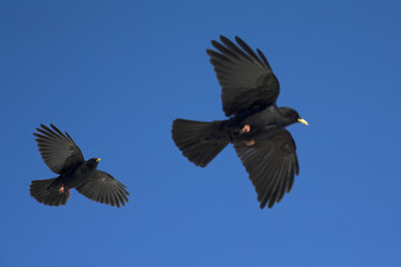 An Alpine chough soaring at high altitude in front of a blue sky in the Alps of Switserland. Sharp image photographed with a wide-angle seeing lens.