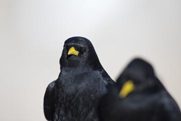 A portrait of two alpine choughs perched at high altitude in the Alps of Switserland.