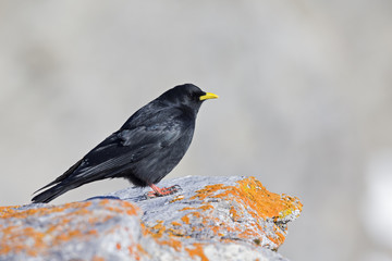 An alpine chough perched at high altitude on a rock in the Alps of Switserland.