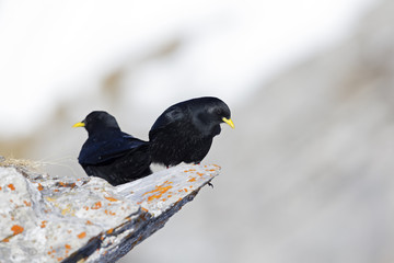 Two alpine choughs perched at high altitude on a rock in the Alps of Switserland.