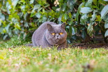 Grey British cat walks in the garden