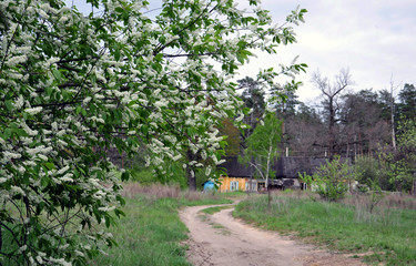 Spring landscape with a flowering bird cherry tree in the foreground and a road leading to the village