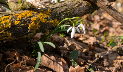 galanthus in the forest