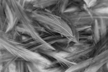 Beautiful abstract colorful black and white feathers on white background and soft gray feather texture on white pattern and gray background. black feather texture © Weerayuth