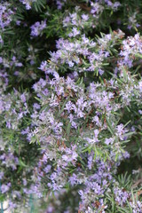 spring flower closer shot in sunny day