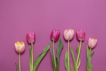 Fototapeta premium Greeting card with colorful spring tulips flower. Holiday bouquet. Concept of Mother's Day, Birthday or Valentine's Day celebrations. Top View, Flat lay