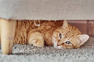 An orange cat lying under a sofa