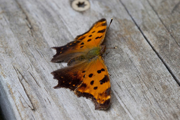 Fototapeta na wymiar Question Mark Butterfly on Wood