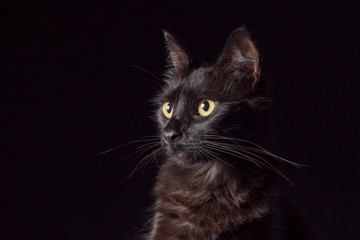 Pet portrait: black cat with yellow eyes and an attentive look, dark background