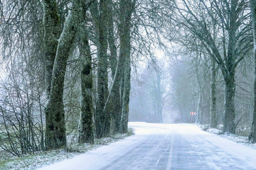 snowy road and tree alley view, distant road turn sign