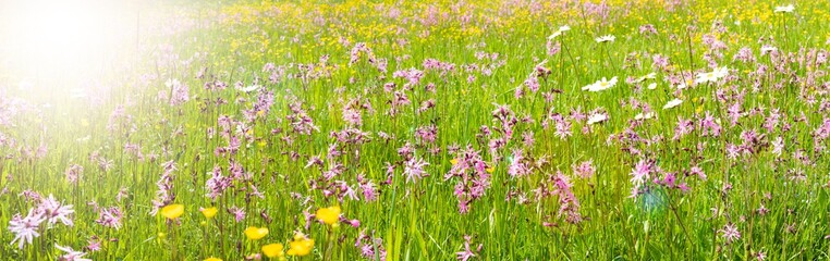 Obraz na płótnie Canvas flowers on field with lens flare and sunbeams