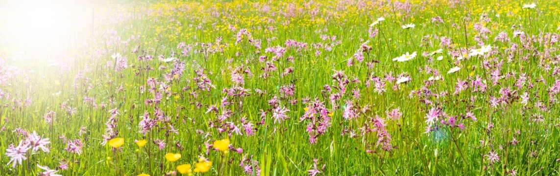 Flowers On Field With Lens Flare And Sunbeams