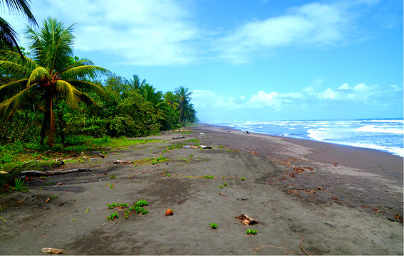 Wild Beach Tortuguero National Park Costa Rica
