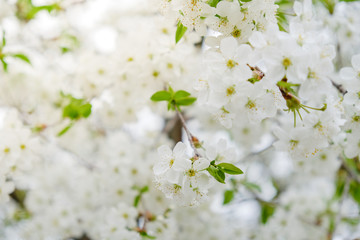 Obraz na płótnie Canvas Cherry blossoms in the spring in the garden.