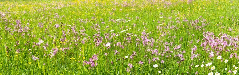 flowers on field with copy space at springtime