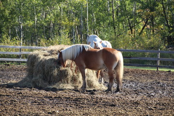 Horses Feeding, Fort Edmonton Park, Edmonton, Alberta