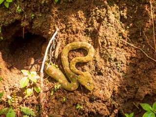 Die Greifschwanz Otter oder auch Lanzenotter (Bothriechis schlegelii), ist eine Giftschlange aus der Familie der Vipern (Viperidae). Gesehen im Tirimbina Regenwald bei Puerto Viejo, Costa Rica.