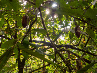 Wanderung durch das Tirimbina Regenwald Reservat bei Puerto Viejo in Costa Rica. Führung durch eine Bio Kakaoplantage. Zu sehen sind Kakaofrüchte, Kakaopflanzen, frische und geröstete Kakaobohnen