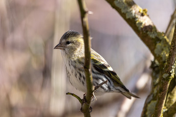 Vögel an der Winterfütterung