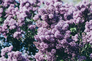 Obraz premium Spring lilac flowers