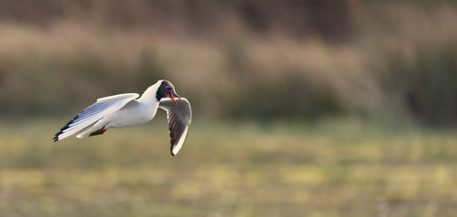 blackheaded gull  in the air