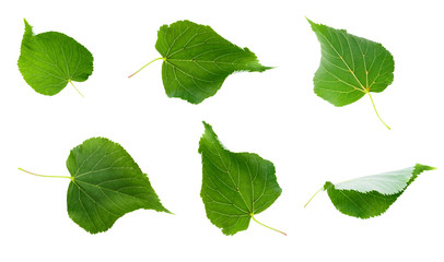 linden leaves isolated © alexshyripa