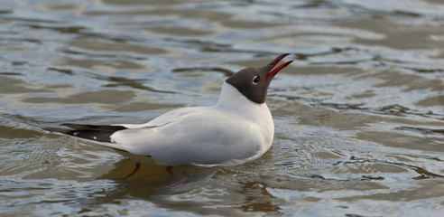 blackheaded gull  on the water