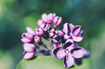 Obraz na płótnie Canvas Lilac flowers macro