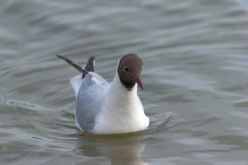 blackheaded gull  on the water