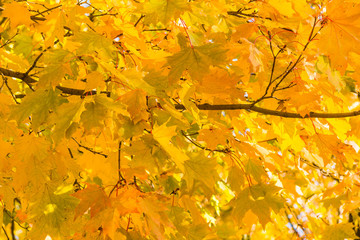 Backdrop from yellow and red leaves of Canadian maple in the sun close up