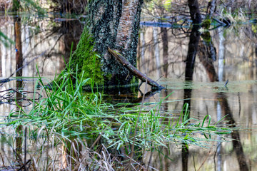 Fototapeta na wymiar Green grass growing in swamp water. Wetlands and swamps in the forest.