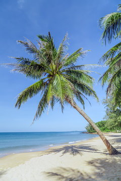 Coconut palm trees perspective view blue sky