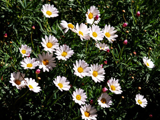 field of daisies at garden