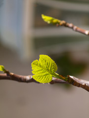 small leaf of fig tree on branch