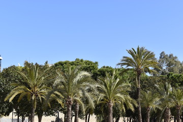 Fototapeta na wymiar palm trees on the park