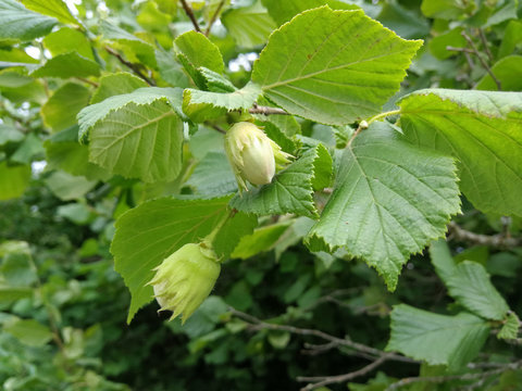 Hazelnuts, still green, ripening on the tree