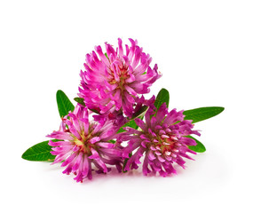Fresh clover flower isolated on a white background.