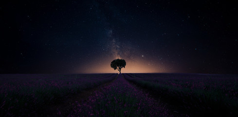 Lonely tree under million stars on lavender field