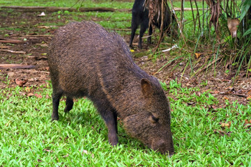Collared peccary (Pecarui tajacu), from Costa Rica
