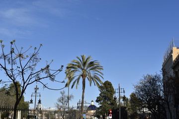 Fototapeta premium palm trees and blue sky